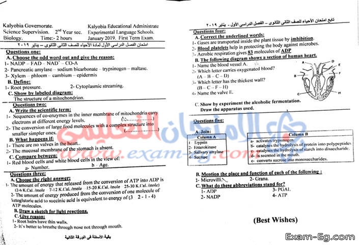 امتحان Biology للصف الثانى الثانوى اللغات الترم الاول 2019 محافظة القليوبية