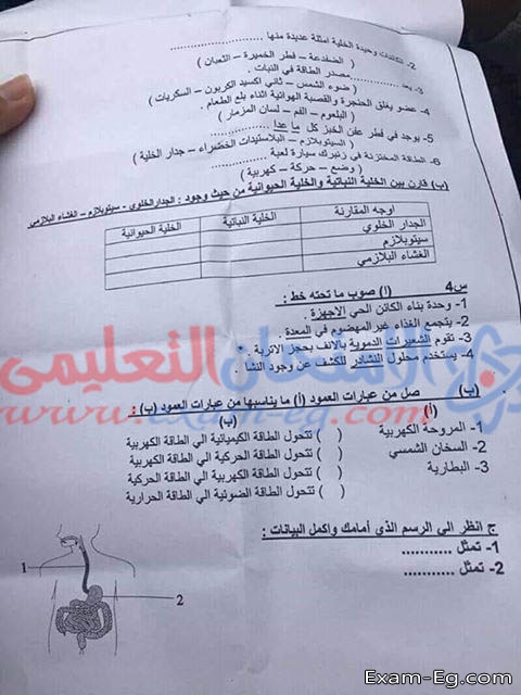 امتحان العلوم لرابعة ابتدائى الترم الثانى 2019 محافظة بور سعيد